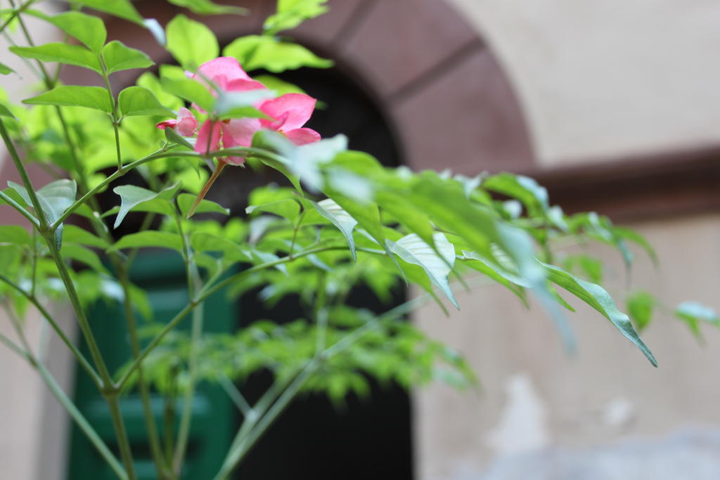 Abaco Bed & Breakfast Rome Exterior photo